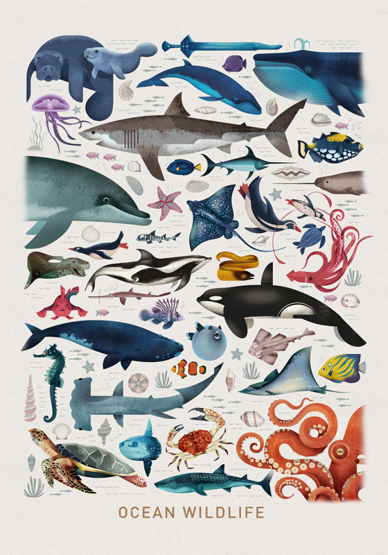 Ocean Wildlife from Dieter Braun