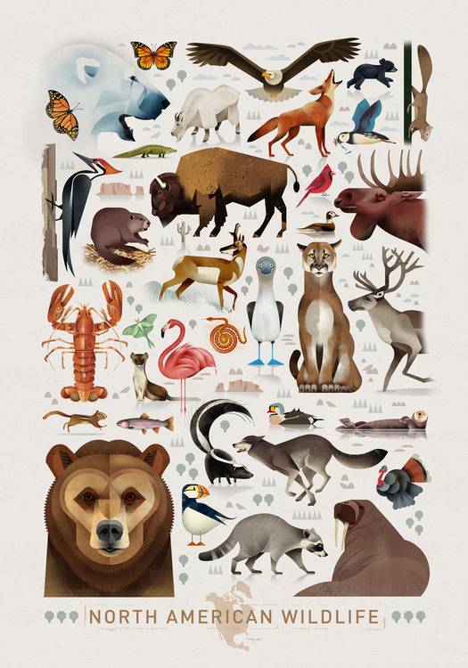 North American Wildlife from Dieter Braun
