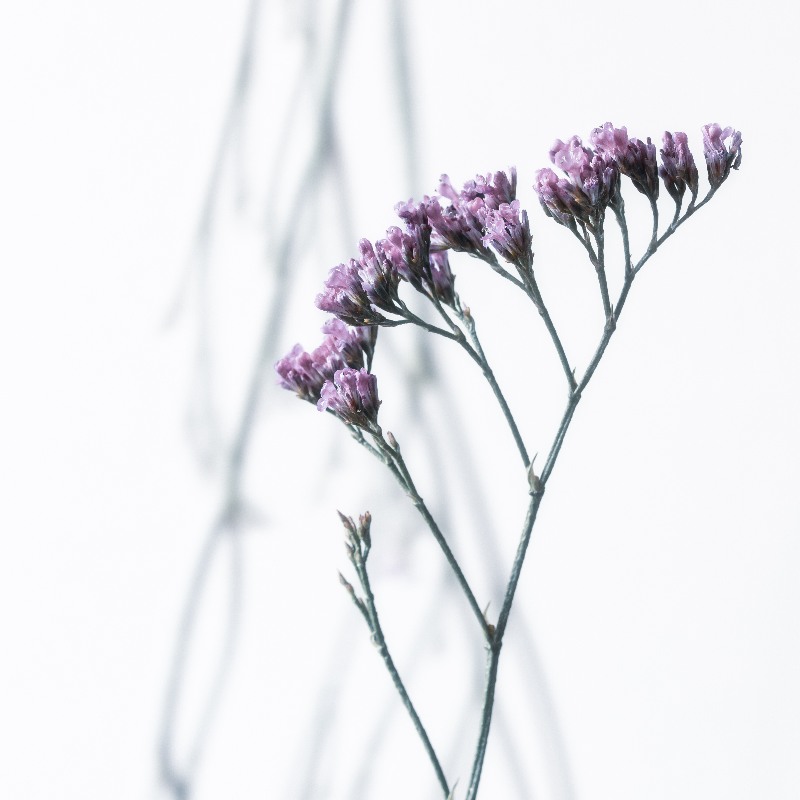 Magic Flowers 5 from Anke Brehm