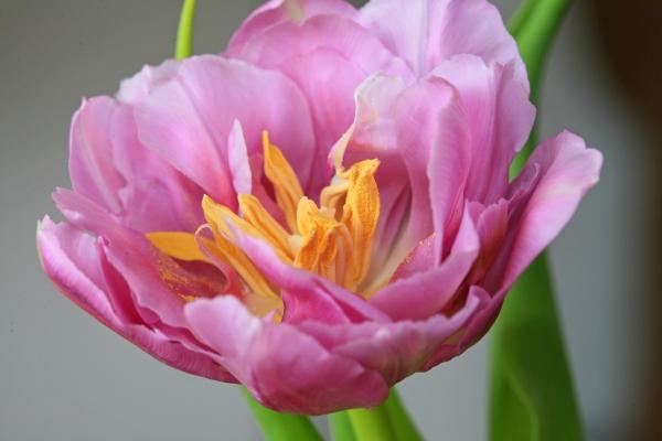 Tulpe rosa from Brita Stein
