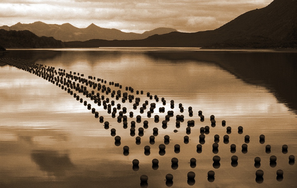 The mussel farm from Bror Johansson
