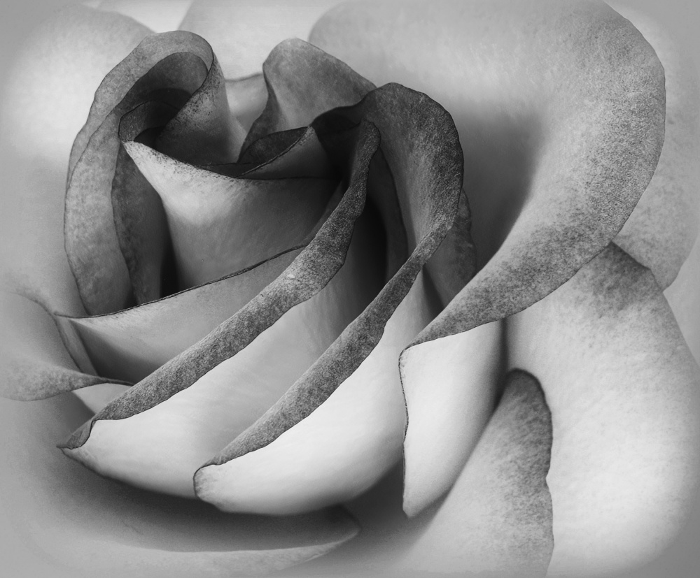 Shades of a Rose from C. Ray Roth