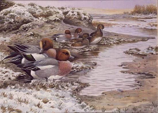 Daybreak on the Washes - Wigeon  from Carl  Donner