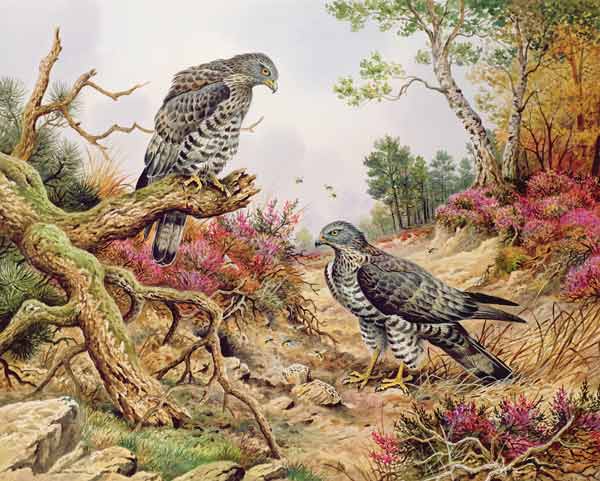 Honey Buzzards  from Carl  Donner
