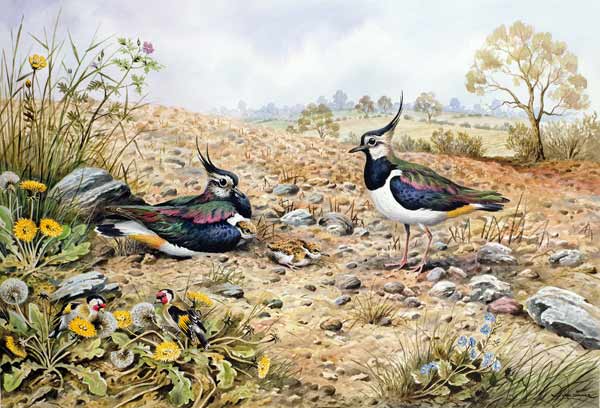 Lapwing Family with Goldfinches  from Carl  Donner