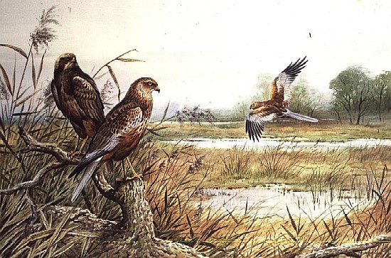 Marsh Harriers (w/c)  from Carl  Donner