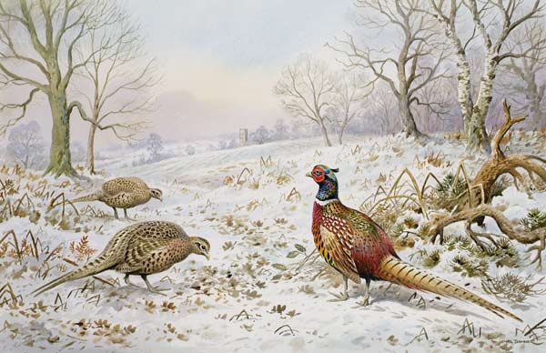 Pheasant and Partridges in a Snowy Landscape  from Carl  Donner