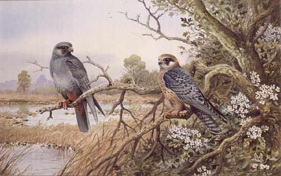 Red-footed Falcons  from Carl  Donner