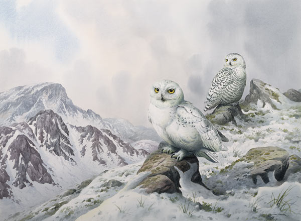Pair of Snowy Owls in the Snowy Mountains, Australia  from Carl  Donner
