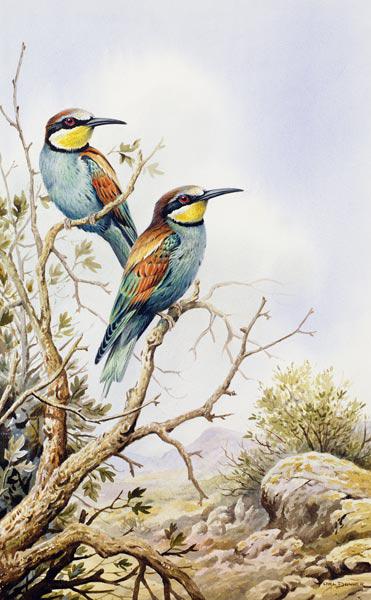 Bee-Eaters 