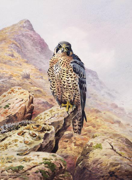 Peregrine Falcon 