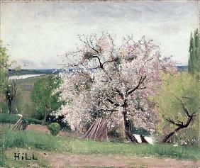 Fruit Tree in Blossom, Bois-le-Roi