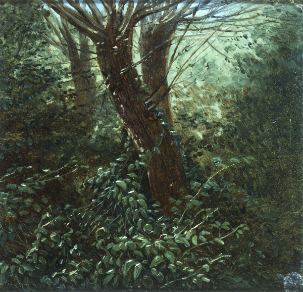 Tree Study with Thicket from Carl Gustav Carus