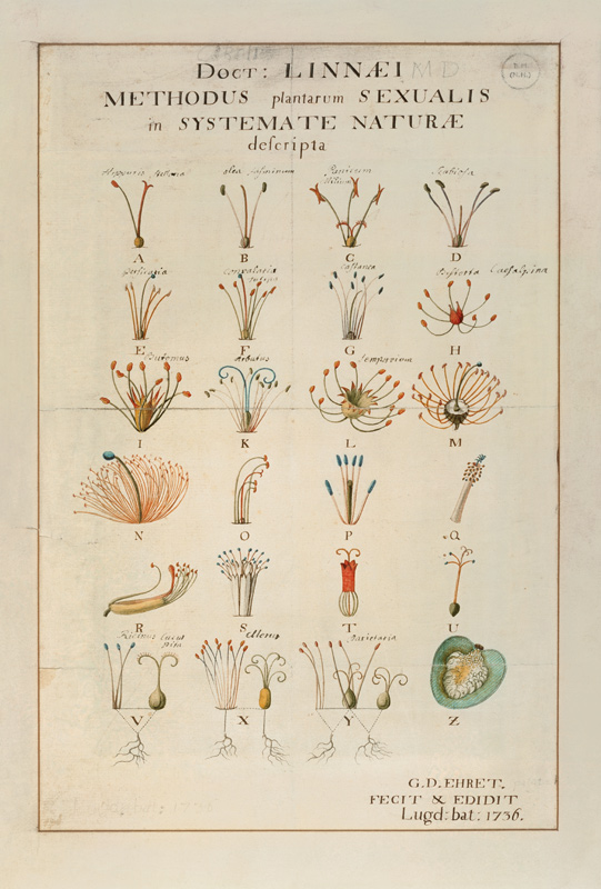 Plant Sexual System from Carl Linnaeus