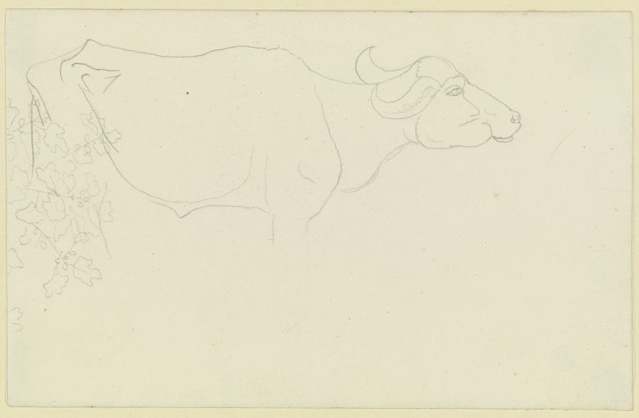 Umrisse eines Wasserbüffels, links Blattwerk from Carl Philipp Fohr