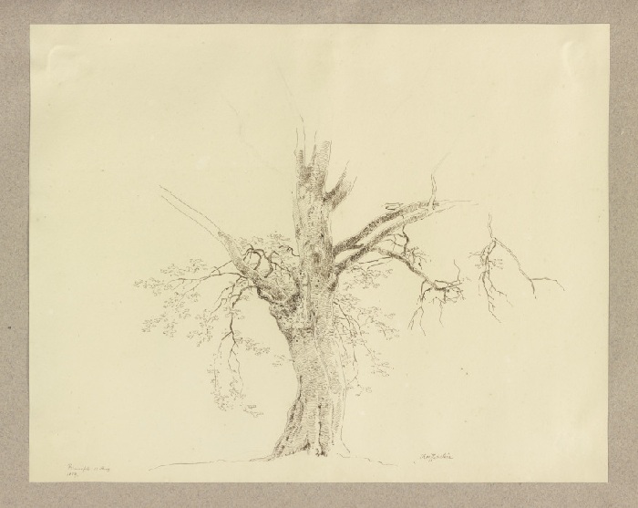 Old tree near Braunfels from Carl Theodor Reiffenstein