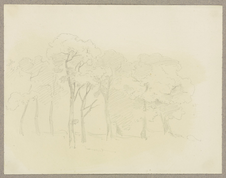 Trees from Carl Theodor Reiffenstein