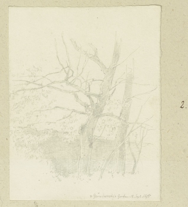 Bäume an der Mauer des von Günderroder Gartens from Carl Theodor Reiffenstein