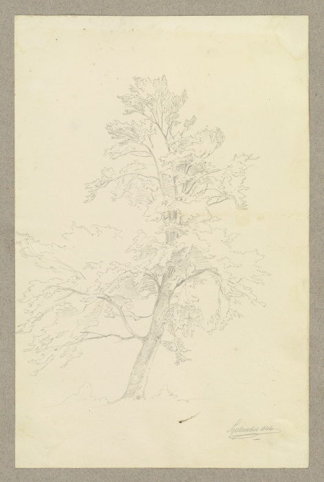 Tree from Carl Theodor Reiffenstein