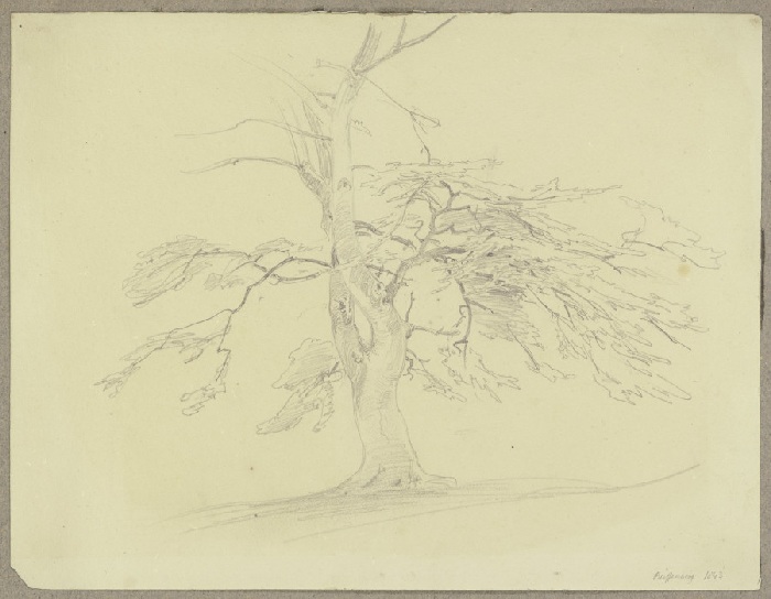 Baum mit abgestorbener Krone bei Reifenberg from Carl Theodor Reiffenstein