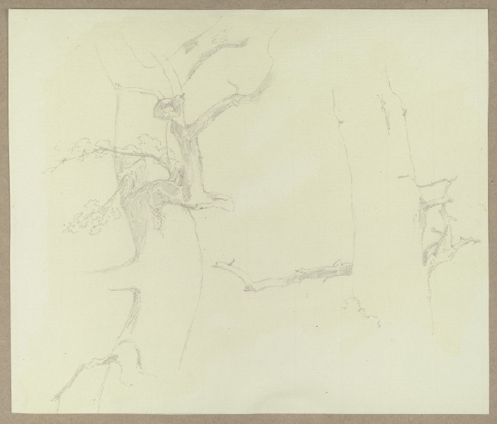 Tree trunks with branches from Carl Theodor Reiffenstein