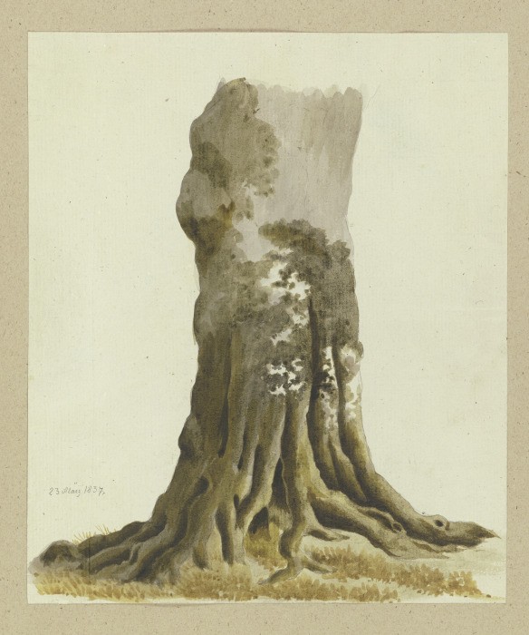 Tree trunk from Carl Theodor Reiffenstein