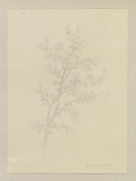 A tree from Carl Theodor Reiffenstein