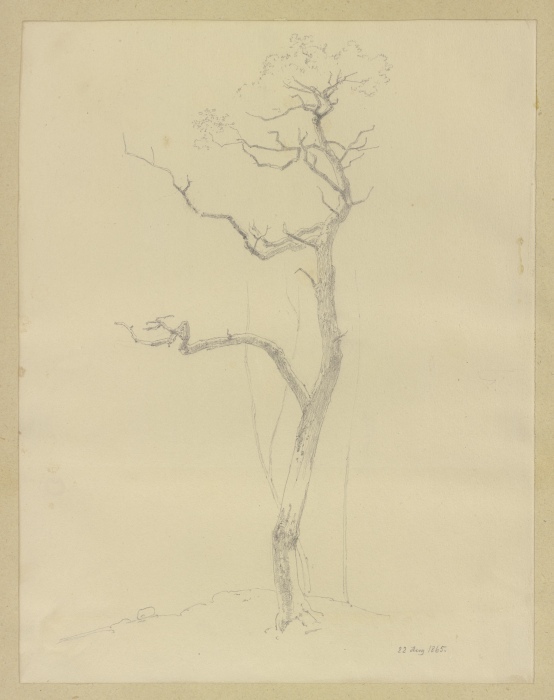A leafless tree from Carl Theodor Reiffenstein