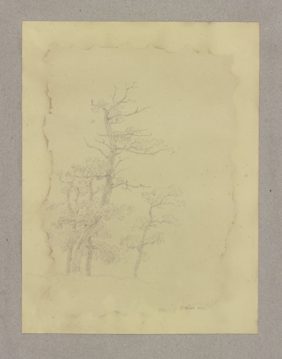 Group of leafless trees from Carl Theodor Reiffenstein