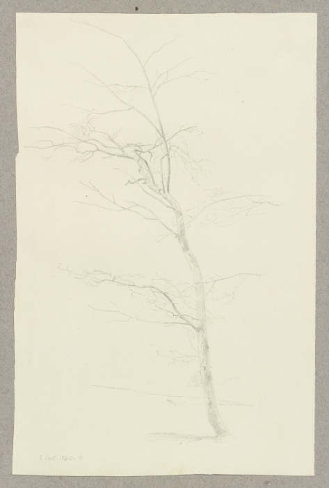 Young leadless tree from Carl Theodor Reiffenstein