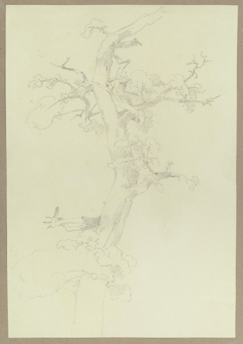 Sparsely leafed tree from Carl Theodor Reiffenstein