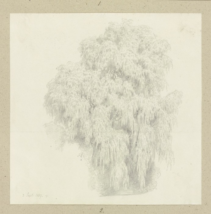 Weeping willow from Carl Theodor Reiffenstein
