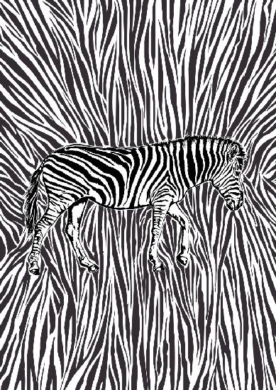 African Zebra striking camouflage