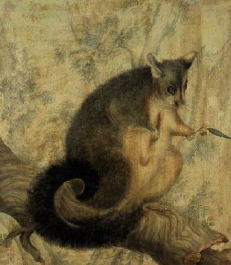 The Possum from Caroline Louisa Atkinson
