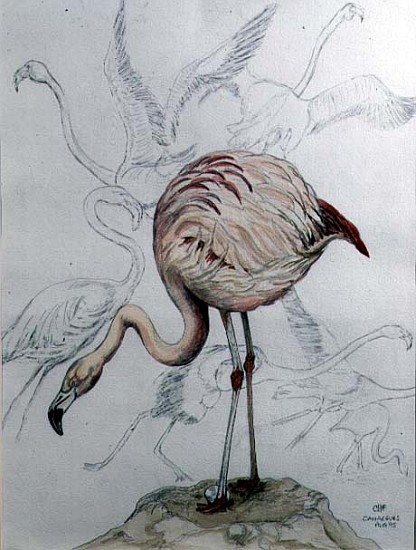 Flamingo (pencil and w/c on paper)  from Carolyn  Hubbard-Ford