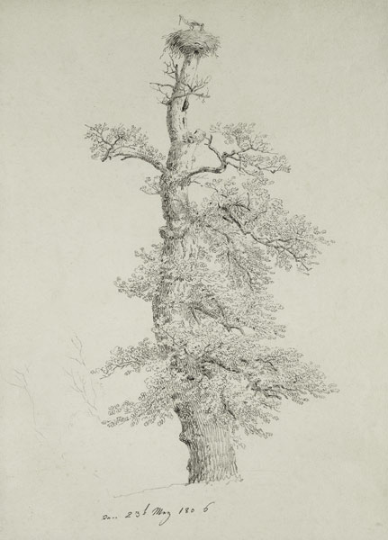 Ancient Oak Tree with a Stork's Nest from Caspar David Friedrich