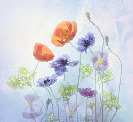 Poppy &amp; Anemone