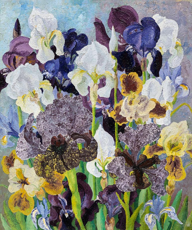 May Flowering Irises from Cedric Morris