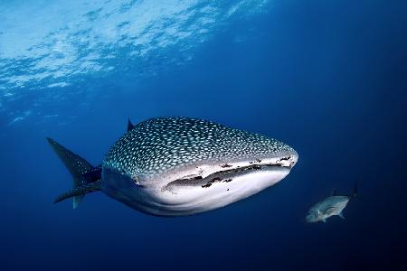 whale shark and giant trevally