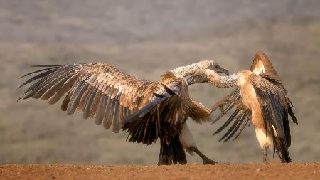 The Vulture fight