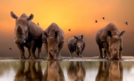 Rhinos by the water.....