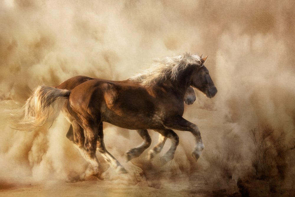Horses in the dust... from Charlaine Gerber