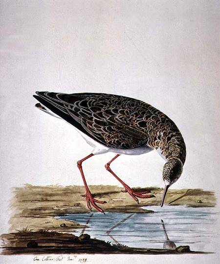 Curlew Sandpiper from Charles Collins