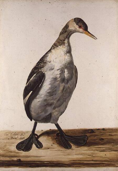 The Greater Loon from Charles Collins