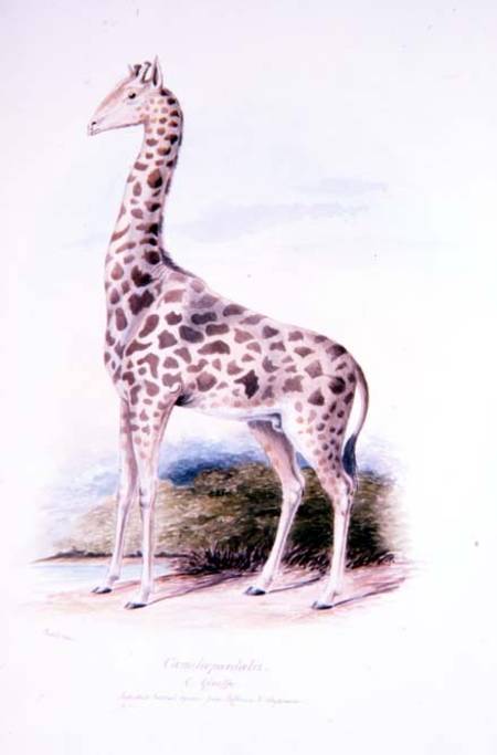 Giraffe by James Edwin Edward Dawe, illustration to The Ruminantia Vol. I from Charles Hamilton Smith