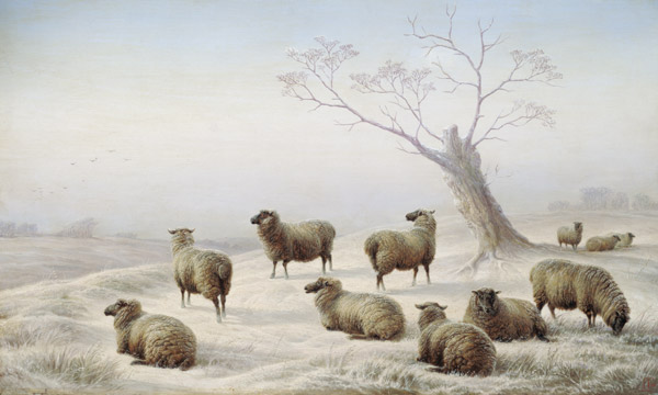 Sheep in Snow from Charles Jones