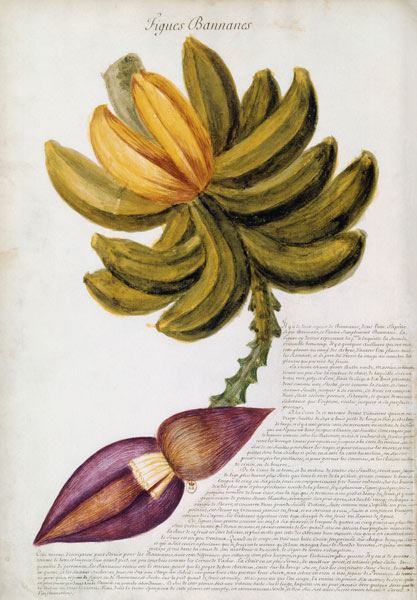 Banana from Charles Plumier