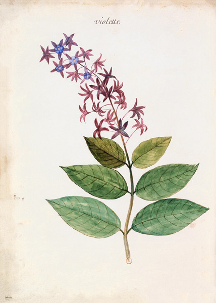 Clematis / Ch.Plumier from Charles Plumier