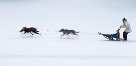 Sled dogs race - 1