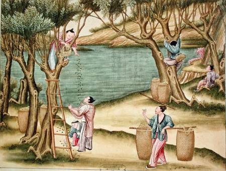Collecting mulberries, from a book on the silk industry from Chinese School